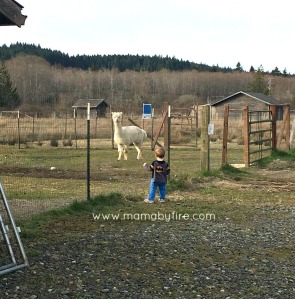 Discovering Washington Theler Center Wetlands R with Llama
